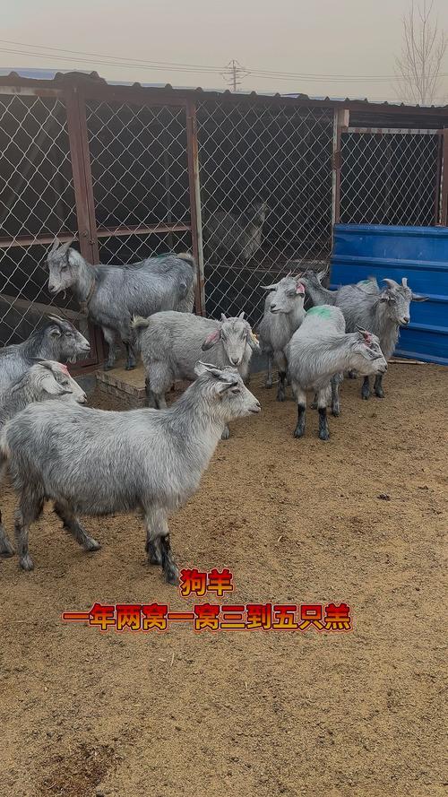 广西最适合养什么品种羊?-第2张图片-宁夏农业信息网 广西最适合养什么品种羊?-第2张图片-宁夏农业信息网