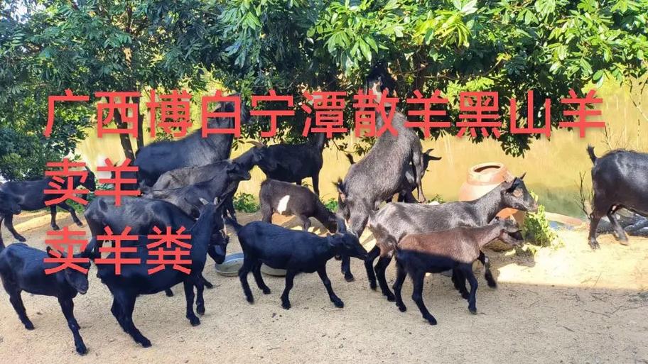 广西最适合养什么品种羊？-第3张图片-宁夏农业信息网