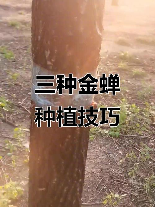 人工养金蝉咋养？视频看啥？-第3张图片-宁夏农业信息网