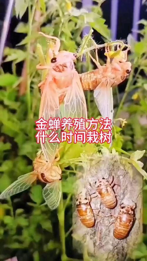 人工养金蝉咋养？视频看啥？-第2张图片-宁夏农业信息网