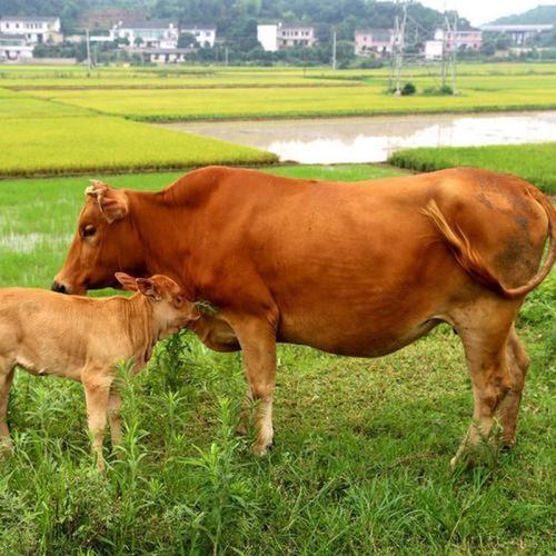 农村养牛选什么品种最合适？-第2张图片-宁夏农业信息网