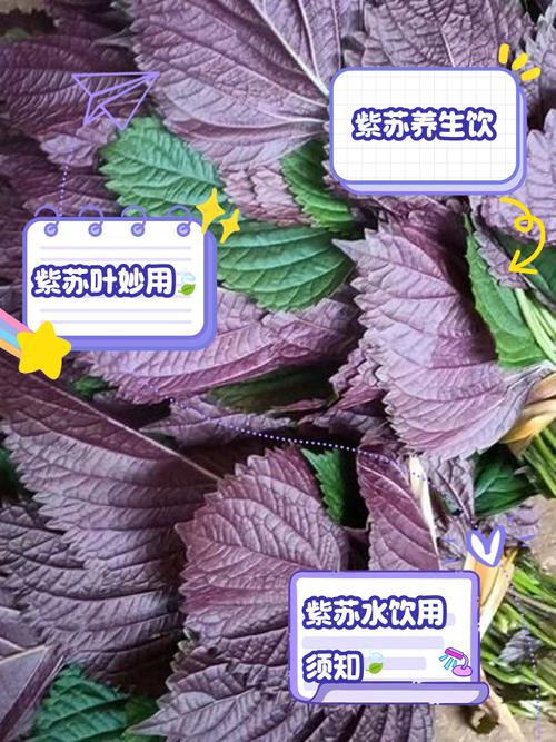 紫苏怎么养?有哪些注意事项?-第2张图片-宁夏农业信息网 紫苏怎么养?有哪些注意事项?-第2张图片-宁夏农业信息网