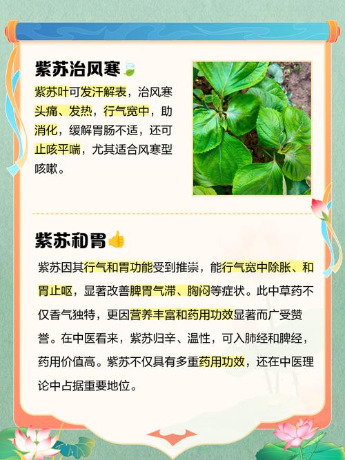 紫苏怎么养？有哪些注意事项？-第1张图片-宁夏农业信息网