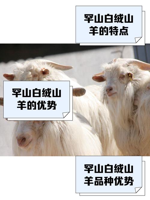 北方优质山羊品种有哪些?-第1张图片-宁夏农业信息网 北方优质山羊品种有哪些?-第1张图片-宁夏农业信息网