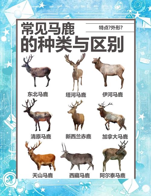 哪些鹿品种禁止养殖？-第2张图片-宁夏农业信息网