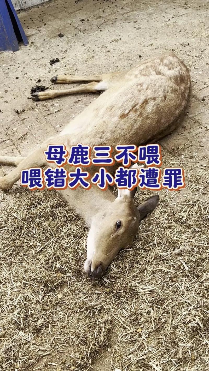 哪些鹿品种禁止养殖？-第3张图片-宁夏农业信息网