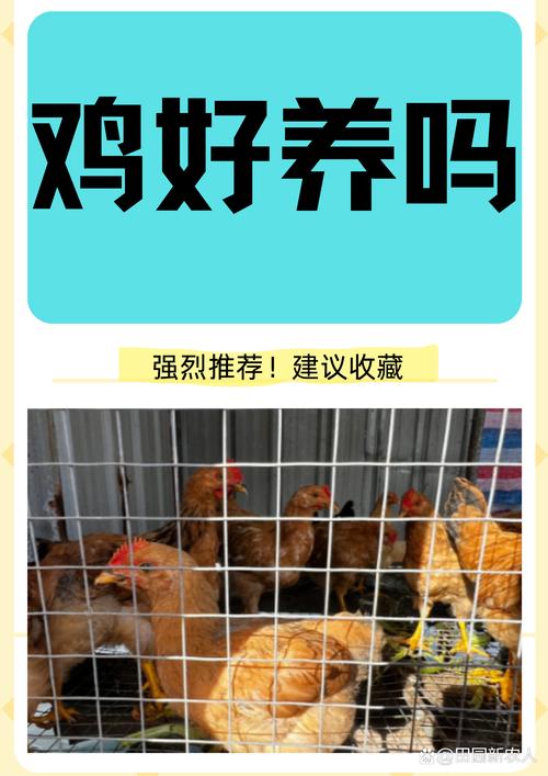 养柴鸡如何低成本?-第2张图片-宁夏农业信息网 养柴鸡如何低成本?-第2张图片-宁夏农业信息网