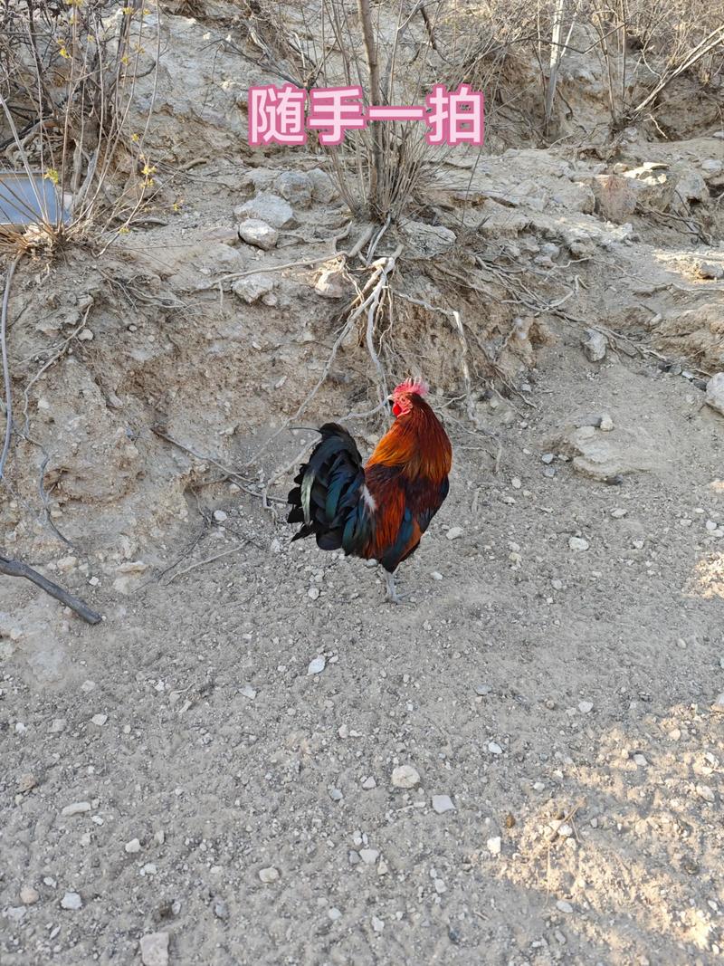 养柴鸡如何低成本?-第1张图片-宁夏农业信息网 养柴鸡如何低成本?-第1张图片-宁夏农业信息网