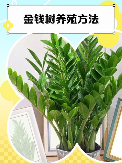 发财树怎么养才能长得好？-第1张图片-宁夏农业信息网