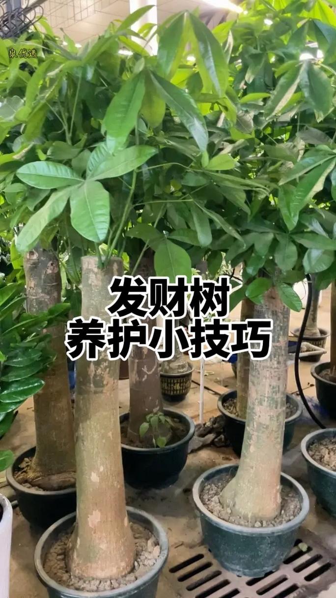 发财树怎么养才能长得好？-第3张图片-宁夏农业信息网