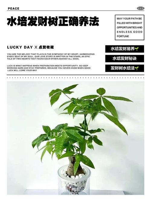 发财树怎么养才能长得好？-第2张图片-宁夏农业信息网