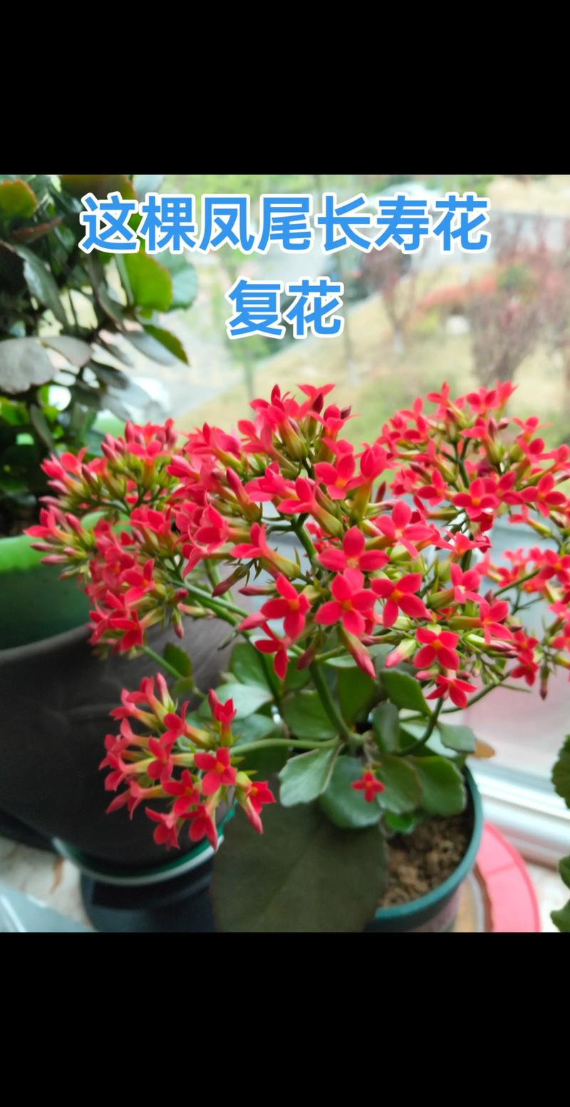 哪些花好看又好养？-第2张图片-宁夏农业信息网