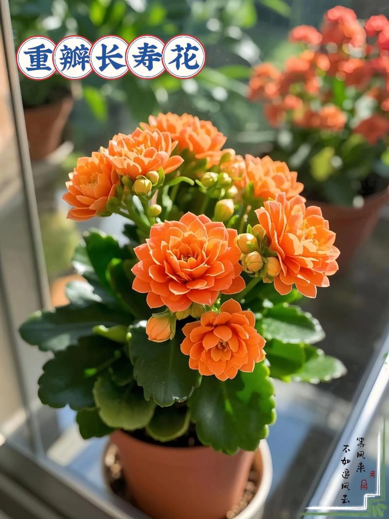 哪些花好看又好养？-第1张图片-宁夏农业信息网