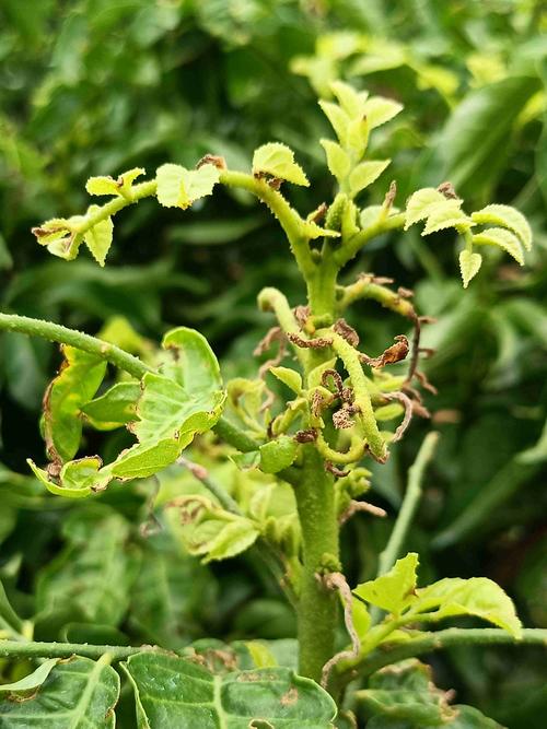 黄皮病害多咋治？常见方法有哪些？-第2张图片-宁夏农业信息网