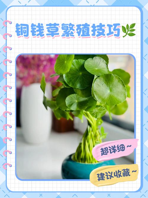 金钱草怎么养?图片大全教你养!-第2张图片-宁夏农业信息网 金钱草怎么养?图片大全教你养!-第2张图片-宁夏农业信息网