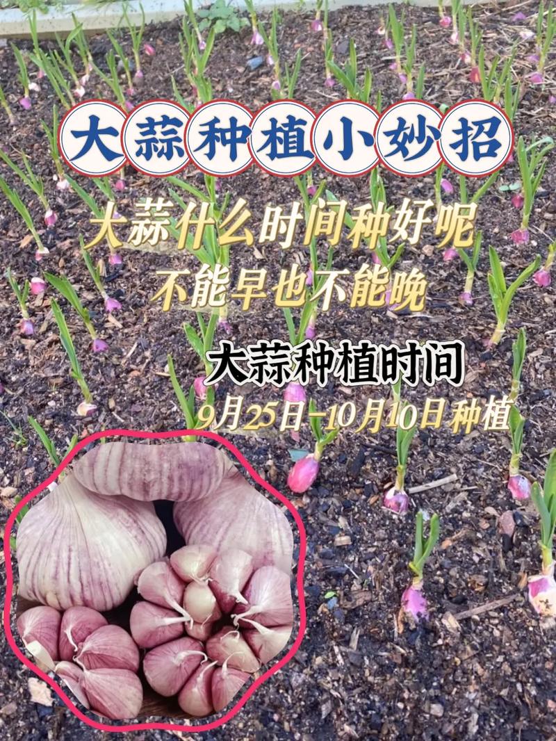 广东大蒜何时种？怎么种才高产？-第2张图片-宁夏农业信息网