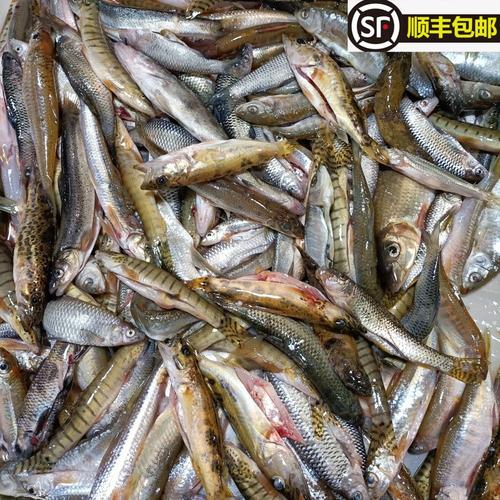南方河里野杂鱼有哪些常见品种？-第2张图片-宁夏农业信息网