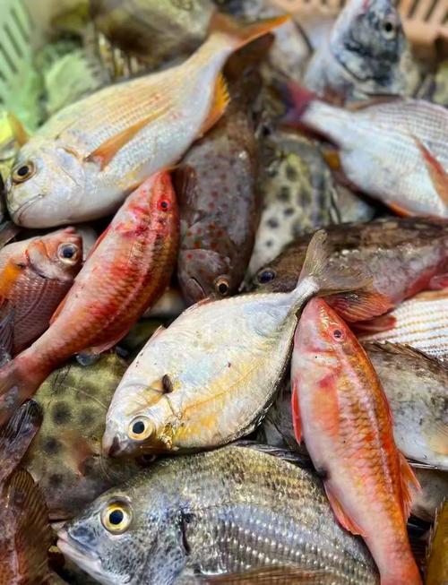 南方河里野杂鱼有哪些常见品种？-第1张图片-宁夏农业信息网