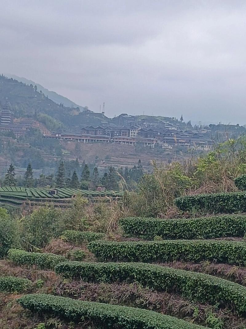 福云6号有哪些品种特征特性？-第2张图片-宁夏农业信息网