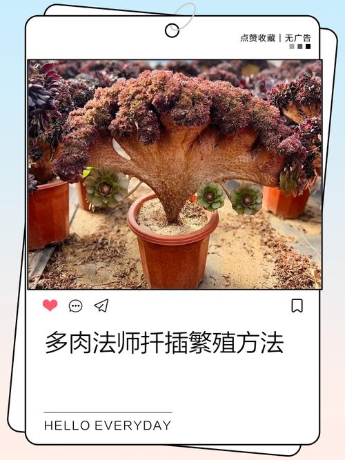 法师多肉如何杂交出新品种？-第1张图片-宁夏农业信息网