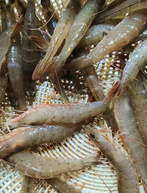 北方适合养什么虾品种?-第2张图片-宁夏农业信息网 北方适合养什么虾品种?-第2张图片-宁夏农业信息网