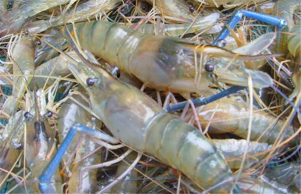 北方适合养什么虾品种?-第3张图片-宁夏农业信息网 北方适合养什么虾品种?-第3张图片-宁夏农业信息网