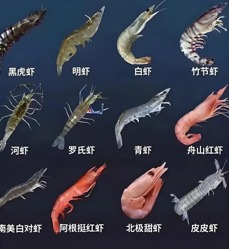 北方适合养什么虾品种?-第1张图片-宁夏农业信息网 北方适合养什么虾品种?-第1张图片-宁夏农业信息网