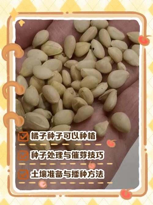 吃剩的金桔籽怎么种才能发芽?-第1张图片-宁夏农业信息网 吃剩的金桔籽怎么种才能发芽?-第1张图片-宁夏农业信息网