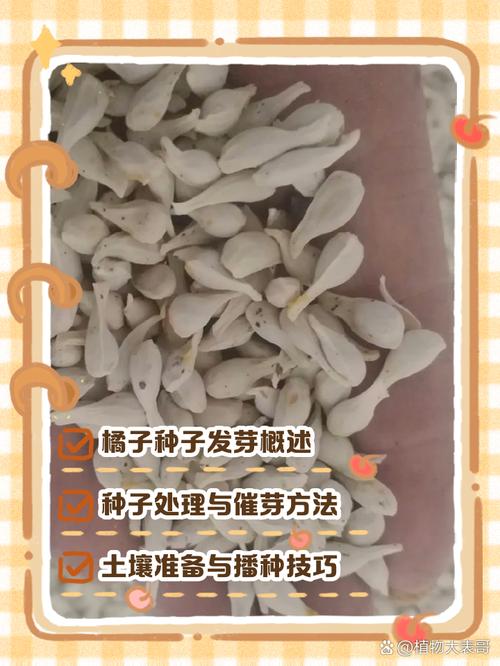 吃剩的金桔籽怎么种才能发芽?-第2张图片-宁夏农业信息网 吃剩的金桔籽怎么种才能发芽?-第2张图片-宁夏农业信息网