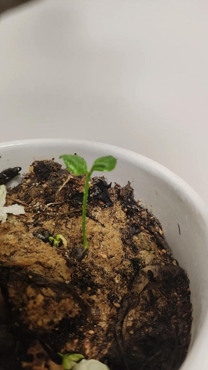 吃剩的金桔籽怎么种才能发芽?-第3张图片-宁夏农业信息网 吃剩的金桔籽怎么种才能发芽?-第3张图片-宁夏农业信息网
