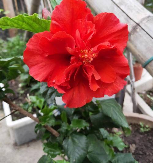 扶桑花过冬方法有哪些？-第2张图片-宁夏农业信息网