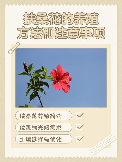 扶桑花过冬方法有哪些？-第1张图片-宁夏农业信息网