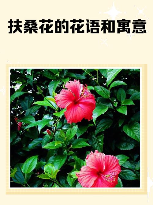 扶桑花过冬方法有哪些？-第3张图片-宁夏农业信息网