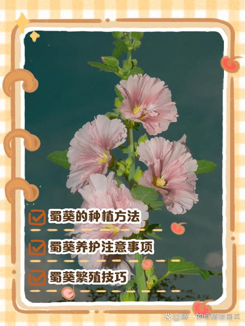 蜀葵怎么种？注意点有哪些？-第1张图片-宁夏农业信息网