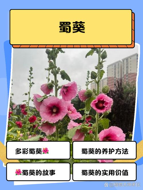 蜀葵怎么种？注意点有哪些？-第2张图片-宁夏农业信息网