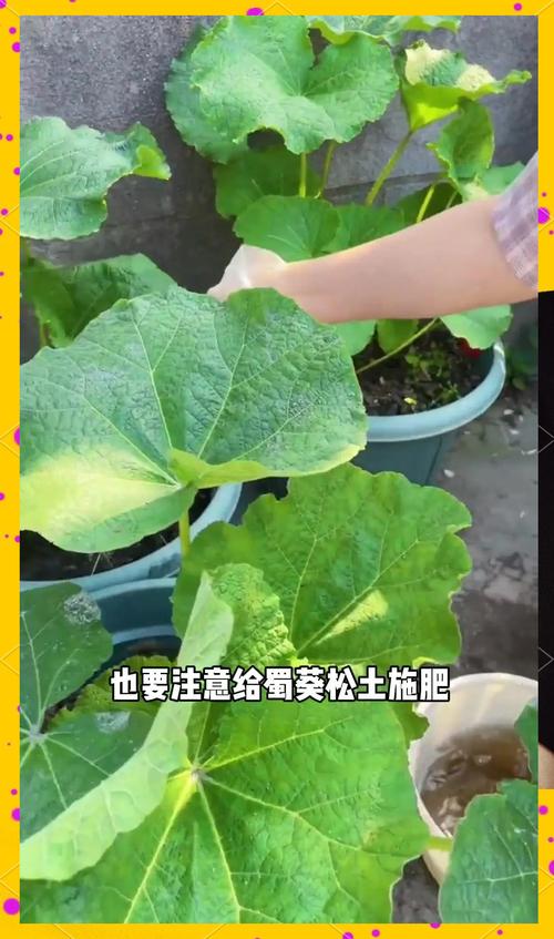 蜀葵怎么种？注意点有哪些？-第3张图片-宁夏农业信息网