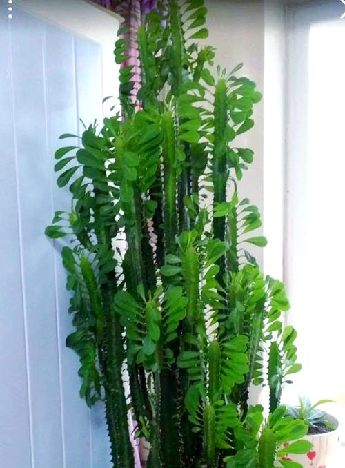 龙骨花怎么养？管理要点有哪些？-第2张图片-宁夏农业信息网