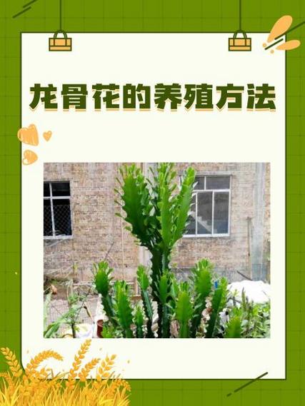 龙骨花怎么养？管理要点有哪些？-第3张图片-宁夏农业信息网