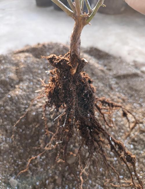 月季老桩怎么快速生根？-第1张图片-宁夏农业信息网