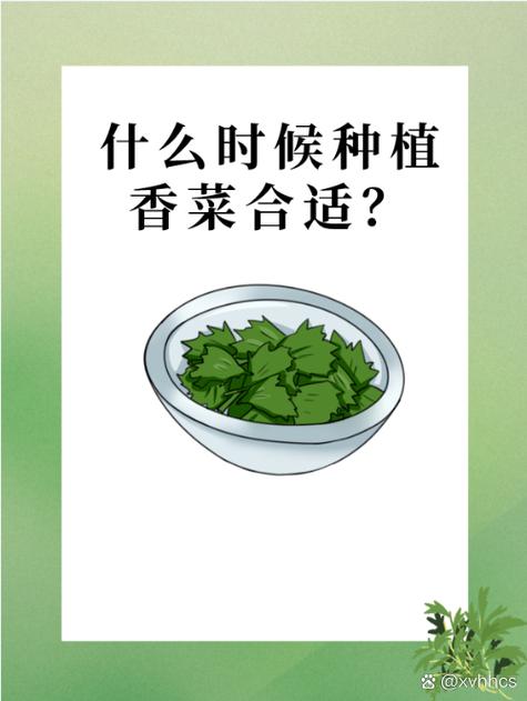 乌香菜何时种？方法有啥讲究？-第2张图片-宁夏农业信息网