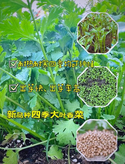 乌香菜何时种？方法有啥讲究？-第3张图片-宁夏农业信息网