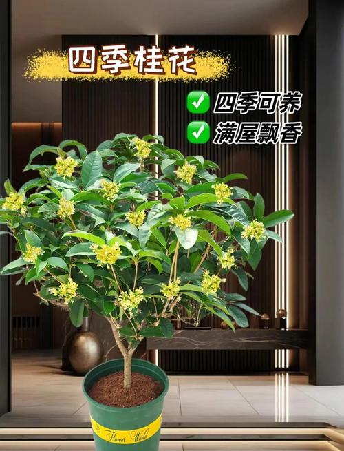 盆栽桂花换盆后怎么浇水？-第2张图片-宁夏农业信息网