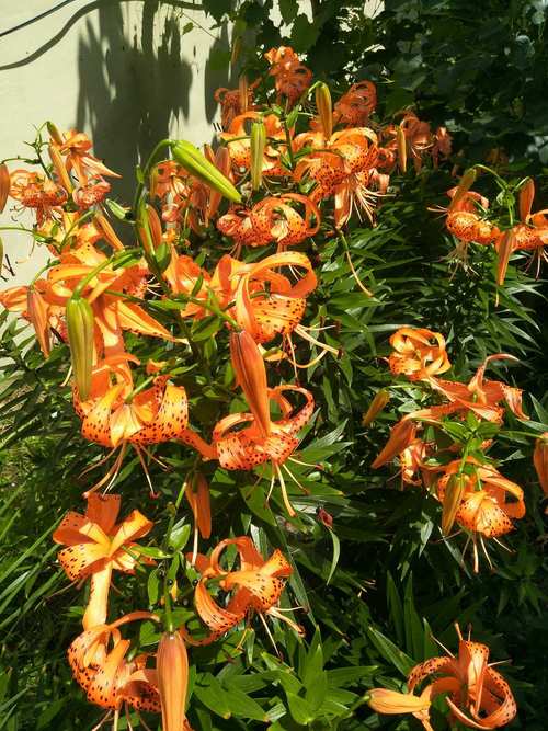 百合竟可用鳞片繁殖？-第2张图片-宁夏农业信息网