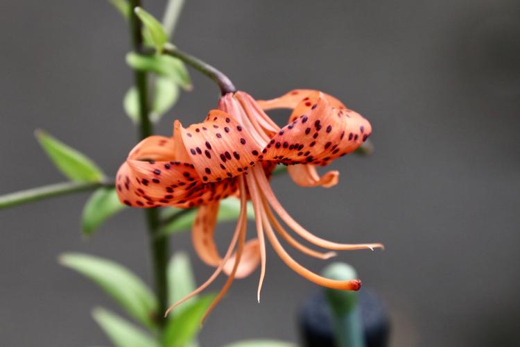 百合竟可用鳞片繁殖？-第3张图片-宁夏农业信息网