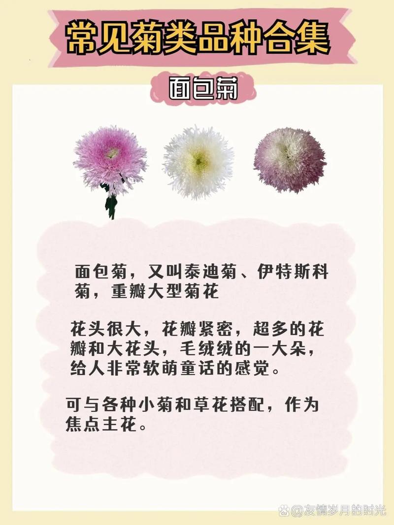 菊花品种颜色花型有哪些？-第3张图片-宁夏农业信息网
