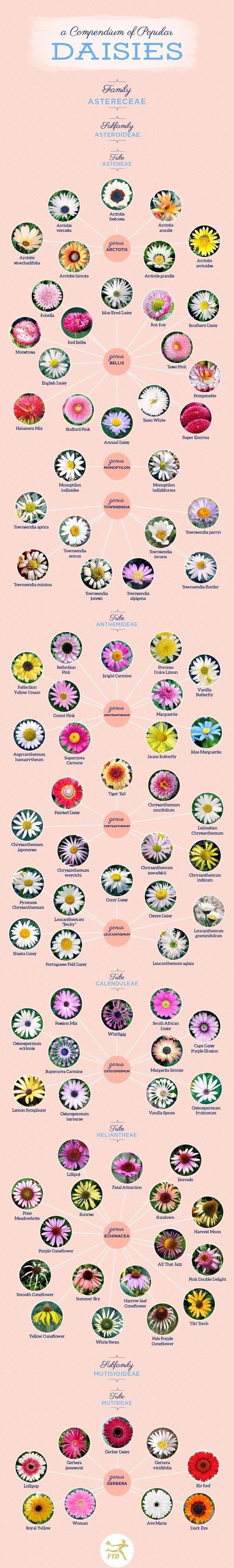 菊花品种颜色花型有哪些？-第1张图片-宁夏农业信息网