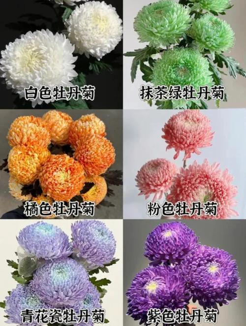 菊花品种颜色花型有哪些？-第2张图片-宁夏农业信息网