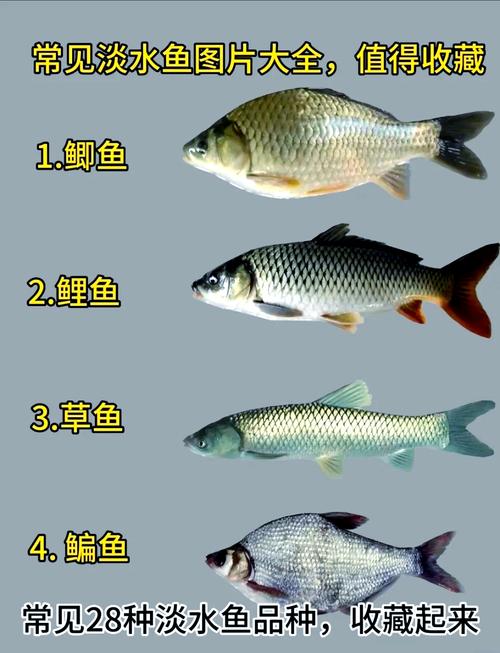 中国淡水鱼到底有多少品种？-第1张图片-宁夏农业信息网