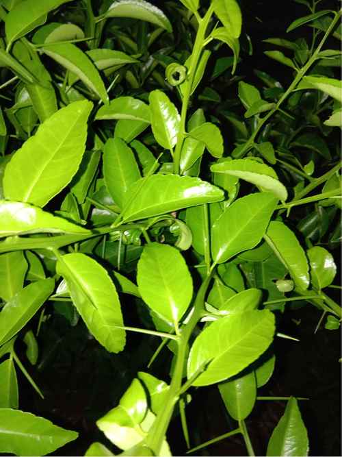 桔子树苗带刺是哪个品种?-第1张图片-宁夏农业信息网 桔子树苗带刺是哪个品种?-第1张图片-宁夏农业信息网