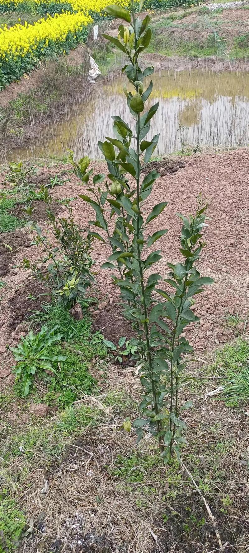 桔子树苗带刺是哪个品种?-第2张图片-宁夏农业信息网 桔子树苗带刺是哪个品种?-第2张图片-宁夏农业信息网